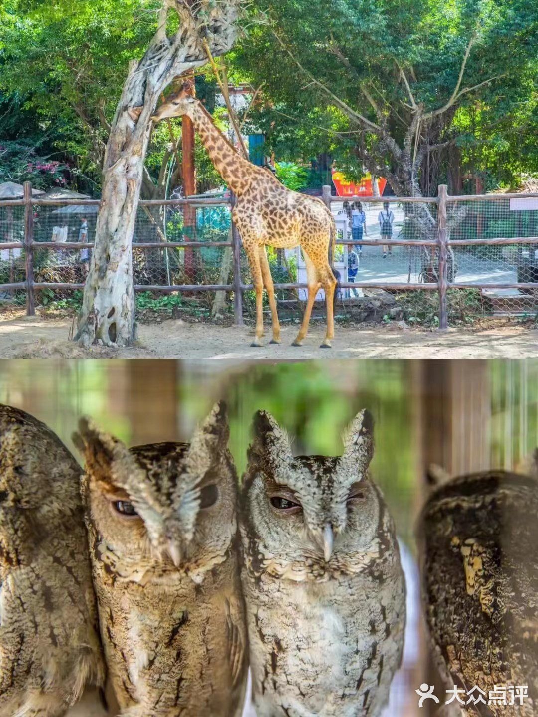 三亚自由行·干饭人必看的美食攻略