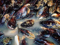 青口贝-芦潮港集贸市场