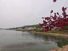 -羊山湖公园