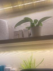 -东英经典SKIN&SPA