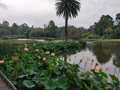-墨尔本皇家植物园