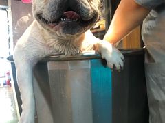 -PETKIT小佩宠物·低压洗护(国顺东路店)