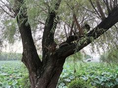 -长春市南湖公园