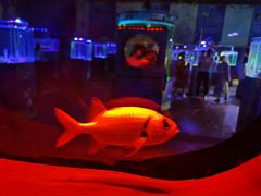 -荆州中山公园动物园