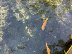 -玉水寨丽江源餐厅