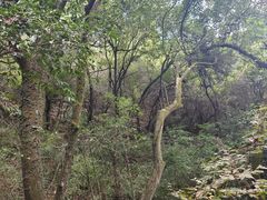 -杭州半山国家森林公园