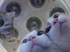 -瑞鹏宠物医院·骨科·猫科·内科(第一中心)