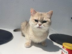 -琪喵猫屋·撸猫猫咖·猫舍