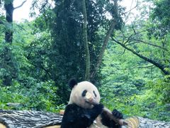 -中国大熊猫保护研究中心雅安碧峰峡基地