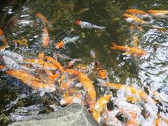 -吉隆坡雀鸟公园