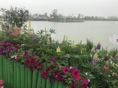 -荷兰花海