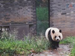 -都江堰中华大熊猫苑