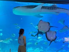 -烟台海昌鲸鲨海洋公园