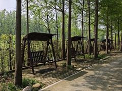 -合肥滨湖国家森林公园