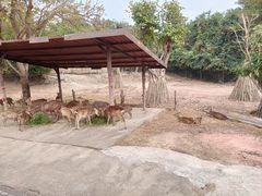 -清迈夜间动物园