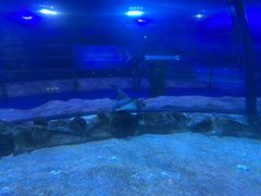 -迪拜水族馆及水下动物园