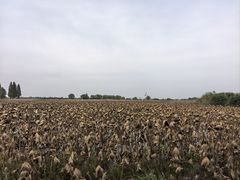 -洪湖生态旅游区