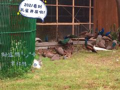 -苏州太湖西山岛开心农场