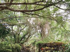 -海南热带野生动植物园