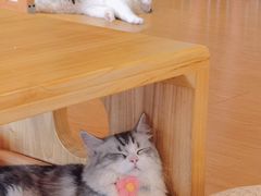 -猫にゃん · 猫的隐藏屋猫咖(麦地旗舰店)