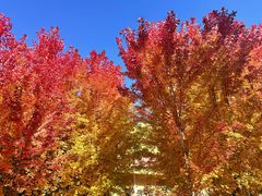 -长白岛森林公园