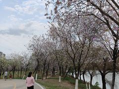 -广东花都湖国家湿地公园