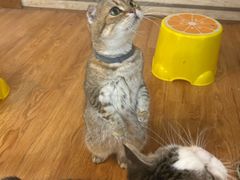 -萌喵咖啡屋(人民东路4号口M16商铺店)