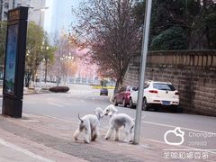 -重庆市江北嘴中央商务区中央公园