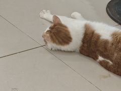-平行世界·猫咖(首经贸店)