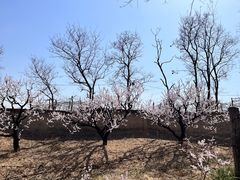 -北京凤凰岭