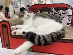 -COLOR PETS 撸猫馆·购猫·猫咖(长风大悦城店)