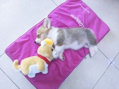 -1013 PET SHOP 宠物商店(近铁城市广场店)
