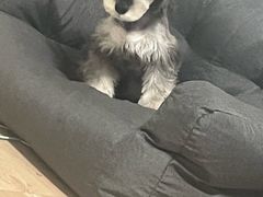 -BABIT巴比特宠物(MOMOPARK店)