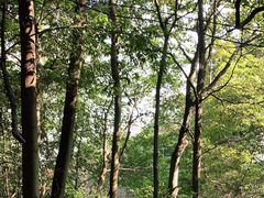 -缙云山景区