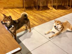 -柴务处·柴犬主题狗咖