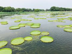 -荷塘月色湿地公园·向阳花洲
