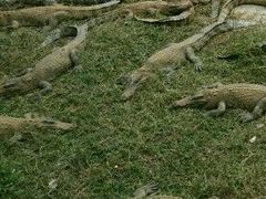 -广东茂名森林公园