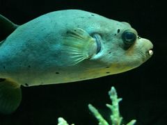 -暹罗海洋世界