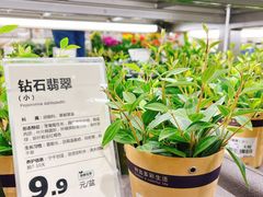 实物图-鹿岛生活(龙湖上城天街店)
