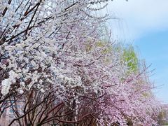 -桃花堤公园