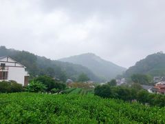 -龙井村