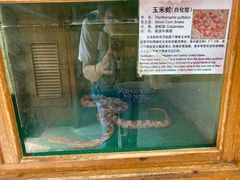 -上海大自然野生昆虫馆(东方明珠·爬宠昆虫探索中心)