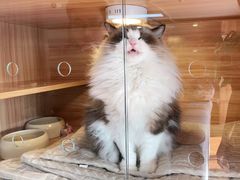 -喵百万·布偶·蓝金金渐层英短·猫舍(百子湾店)