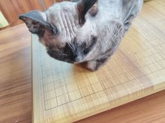 -楼上猫咖(罗湖店)