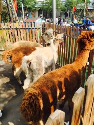 -萌宠亲子动物乐园(槐房万达店)