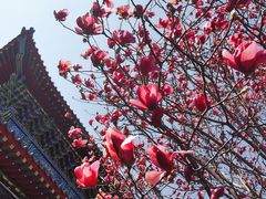 -护国法轮寺