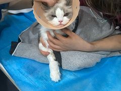-伟伟宠物医院·CT影像中心·瑞派犬猫综合性门诊(汉口总院)
