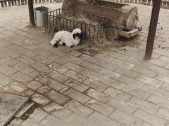 -保定市动物园