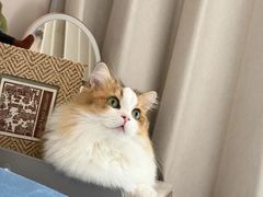 -Bastet sally猫舍购宠(静安店)