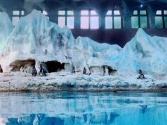 -帝企鹅自助餐厅•儿童岛•真企鹅(长隆企鹅酒店)